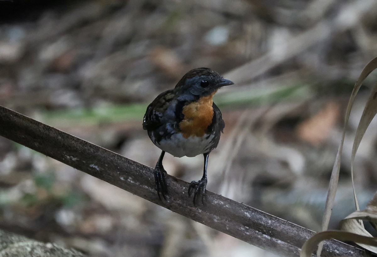 Australian Logrunner - ML642898091