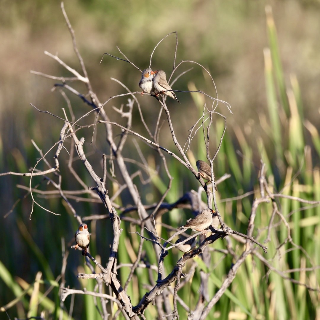 Zebra Finch (Australian) - ML642898121