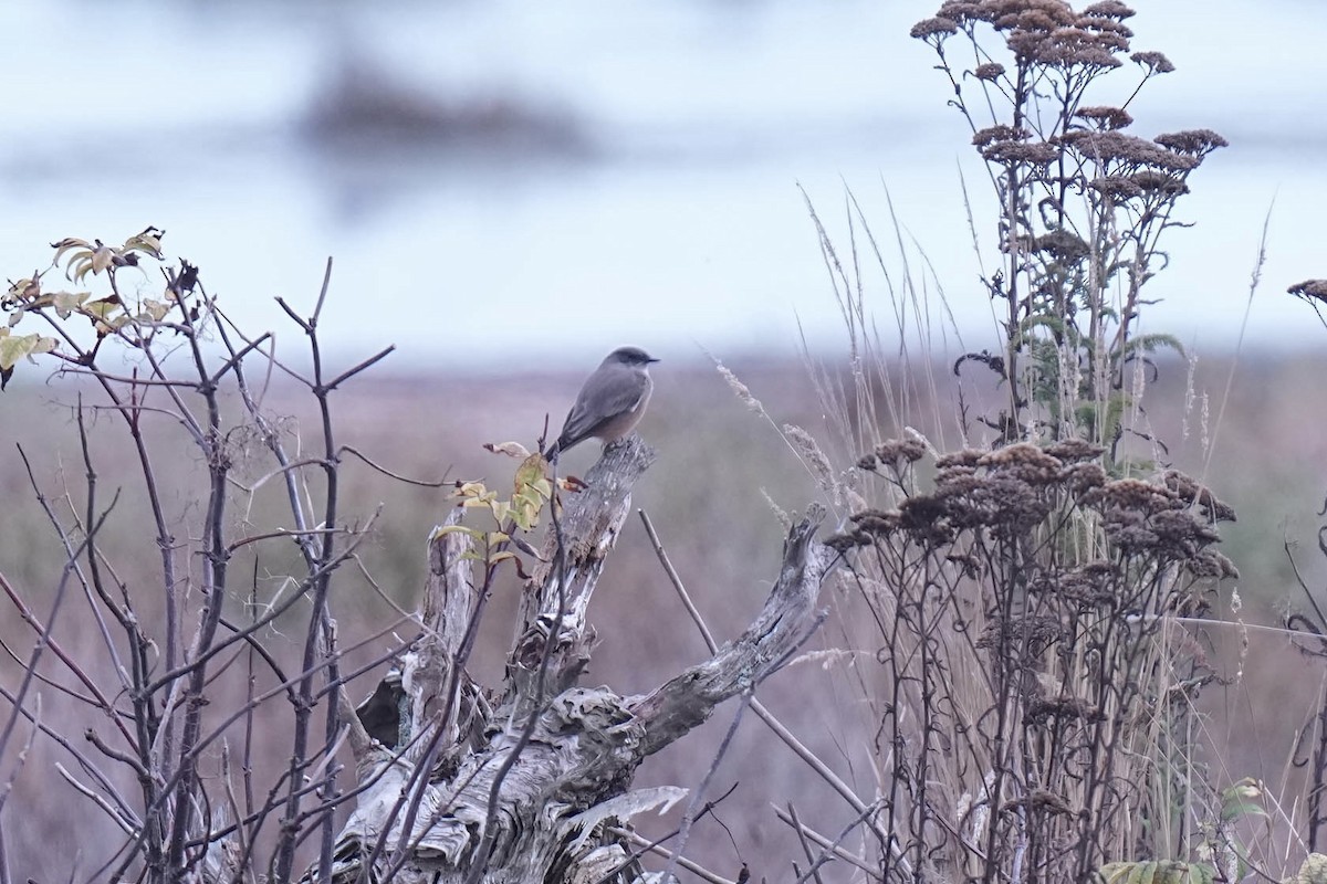 Say's Phoebe - ML642898147