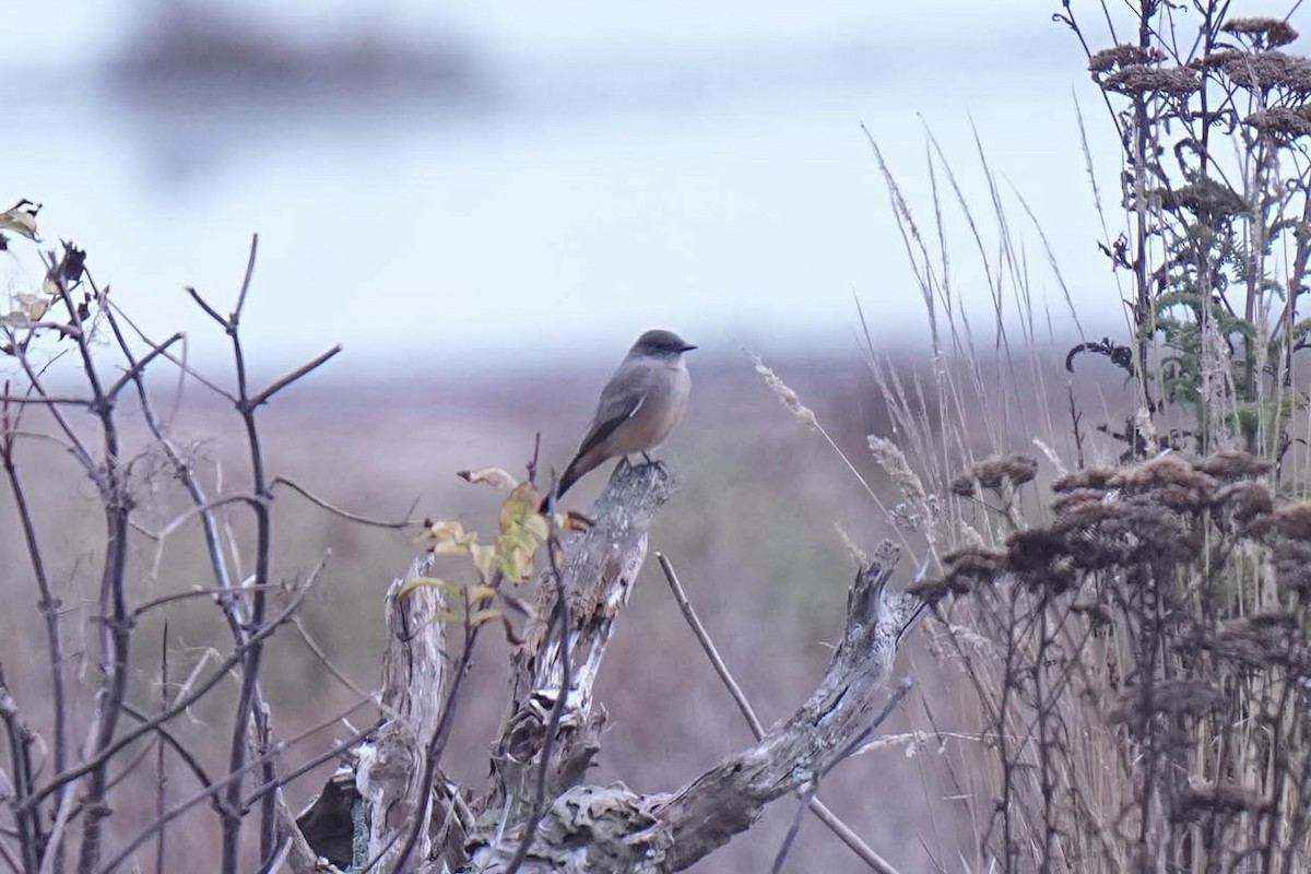 Say's Phoebe - ML642898153