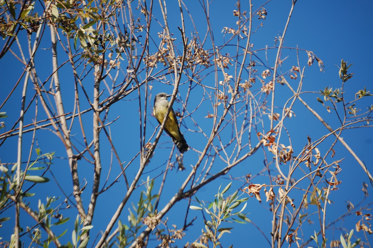 Cassin's Kingbird - ML642898159