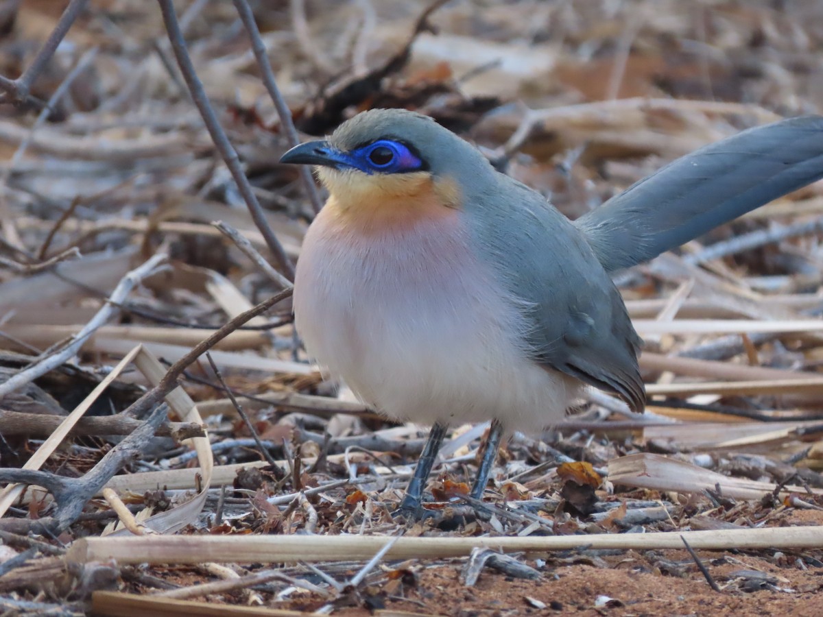 Running Coua - ML642898165