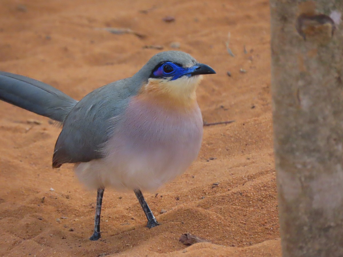 Running Coua - ML642898169