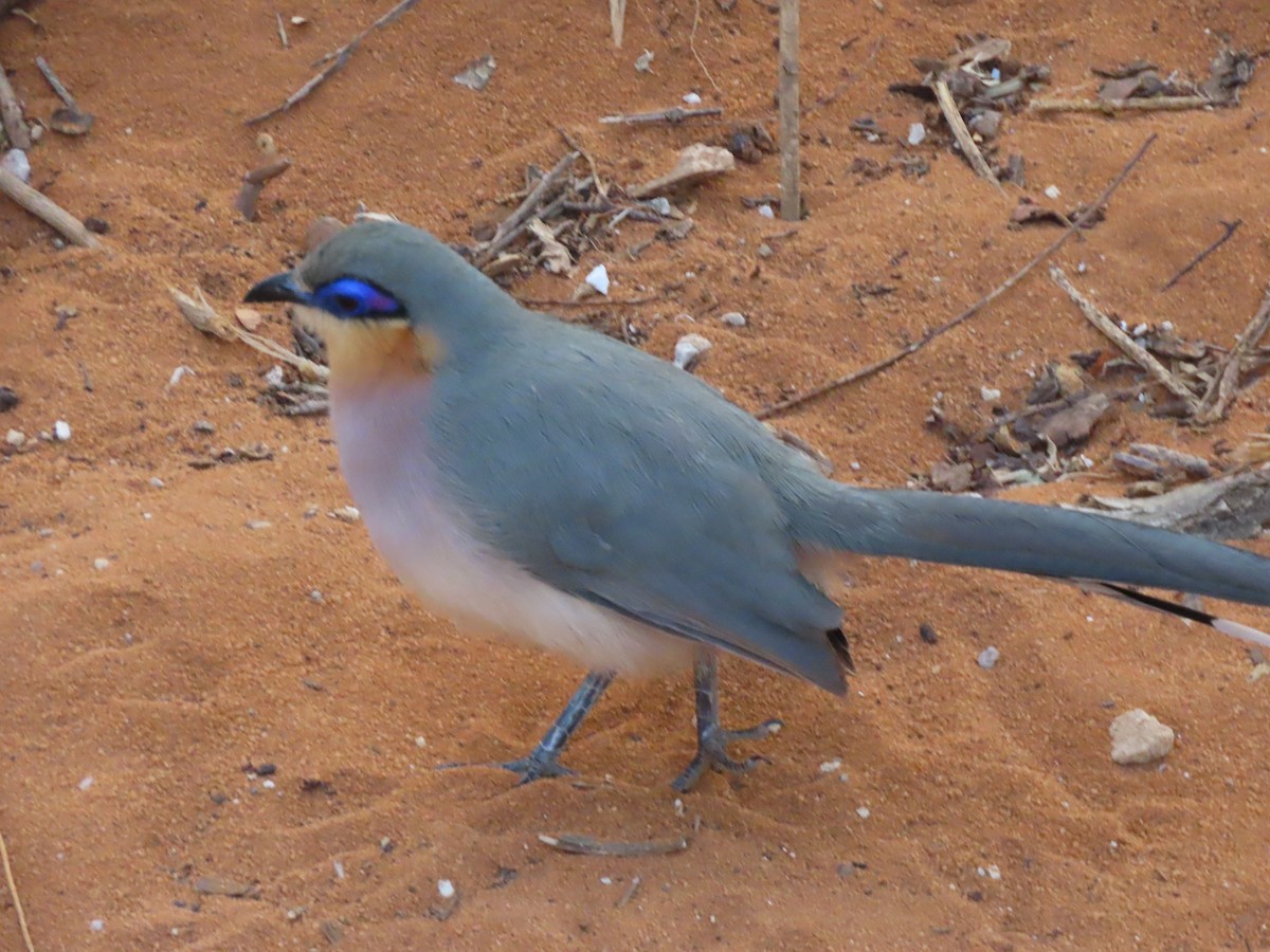 Running Coua - ML642898172