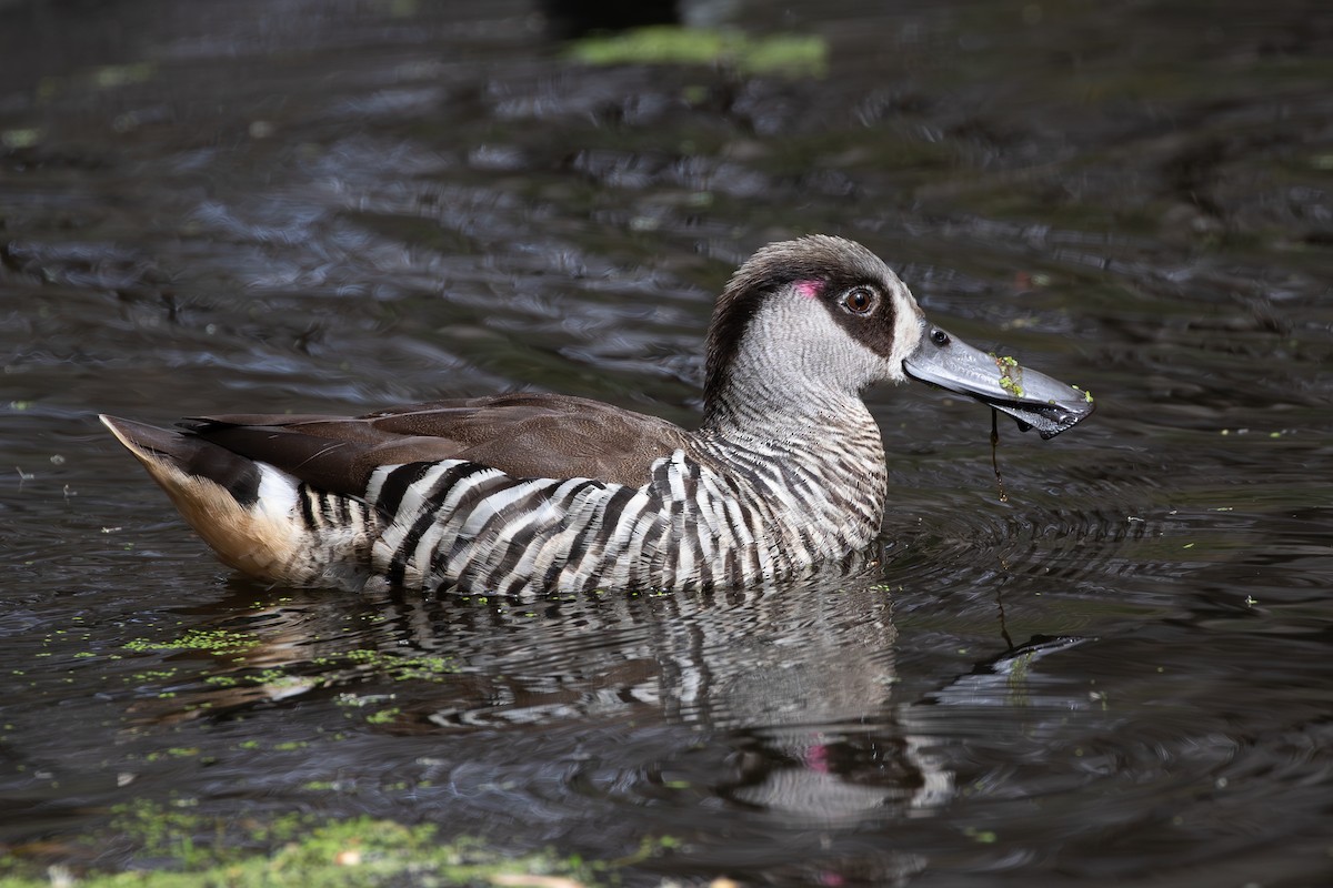 Pink-eared Duck - ML642898182