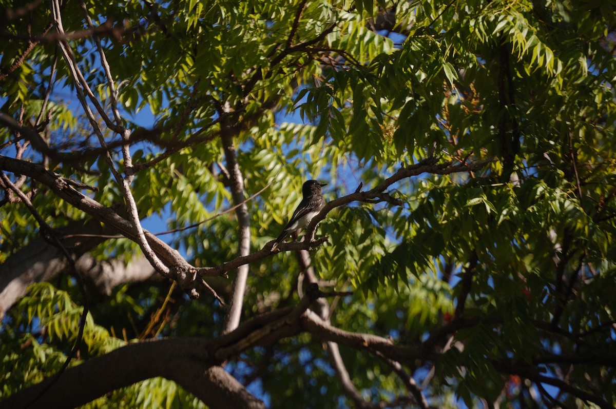Black Phoebe - ML642898184