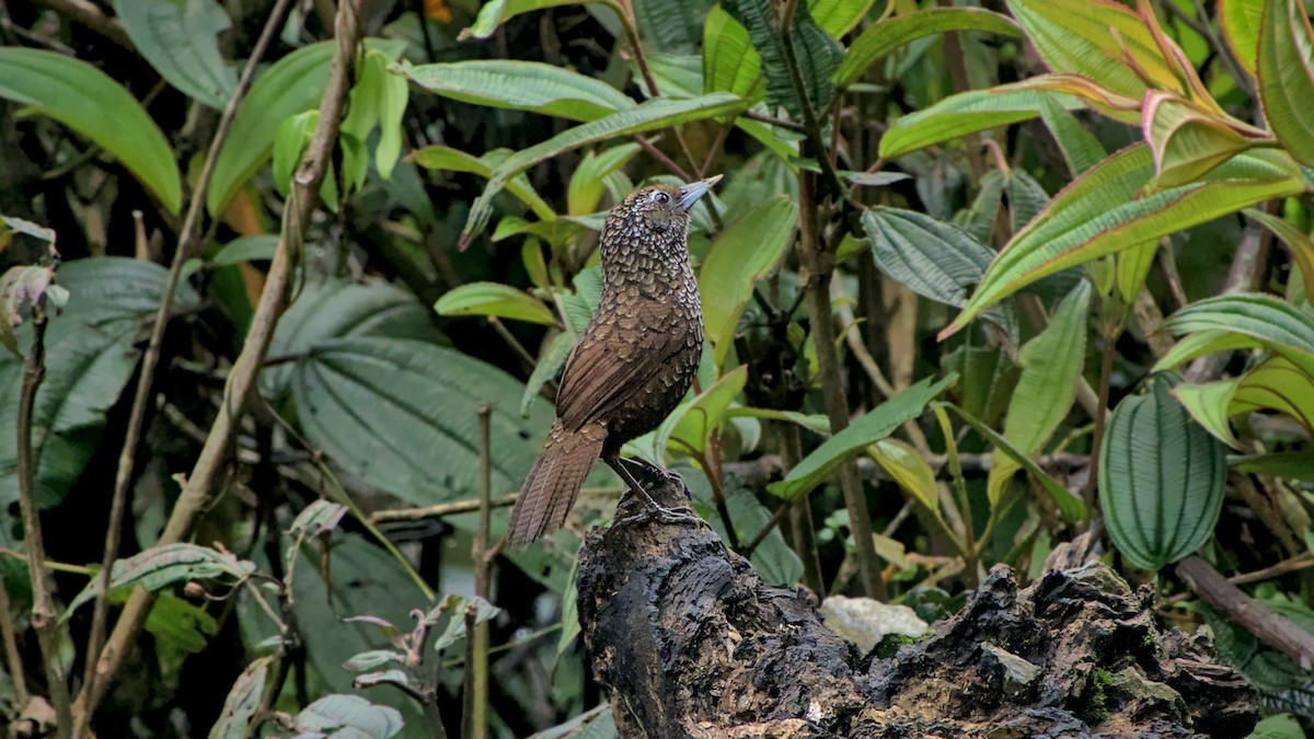 Cachar Wedge-billed Babbler - ML642898186