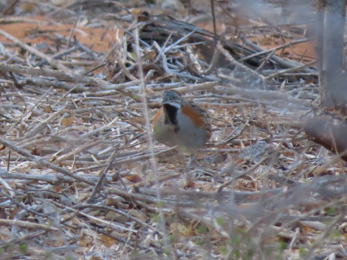 Madagascar Buttonquail - ML642898188