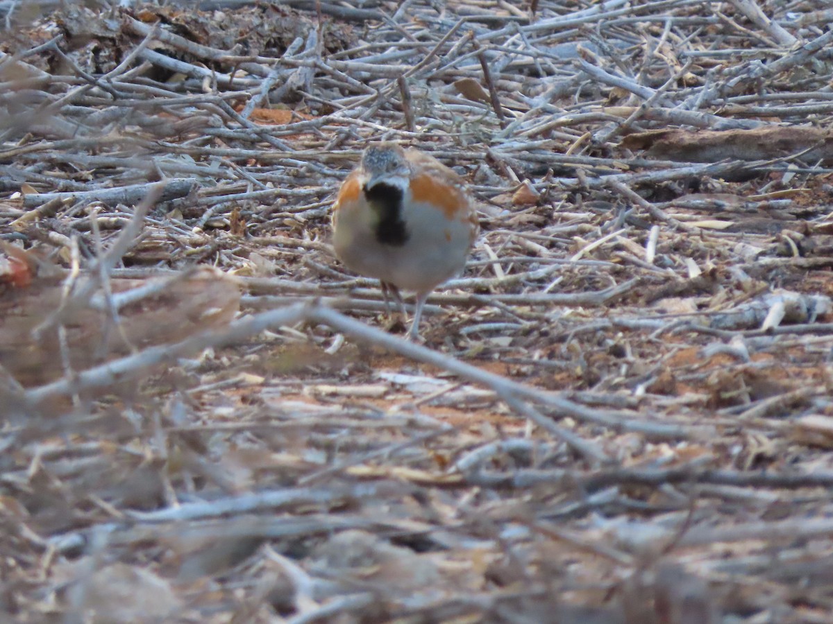 Madagascar Buttonquail - ML642898189