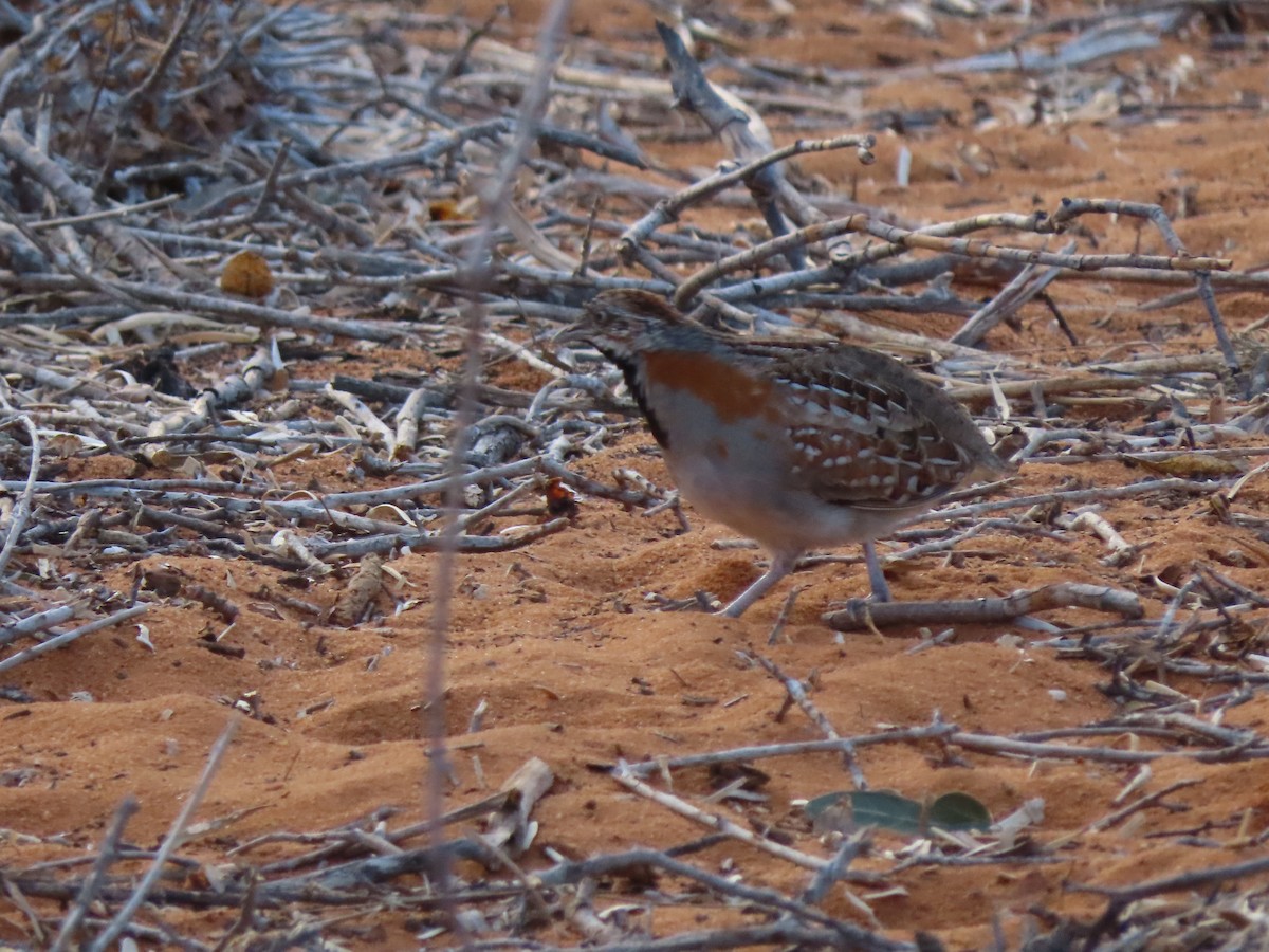 Madagascar Buttonquail - ML642898190