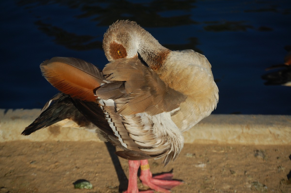 Egyptian Goose - ML642898194