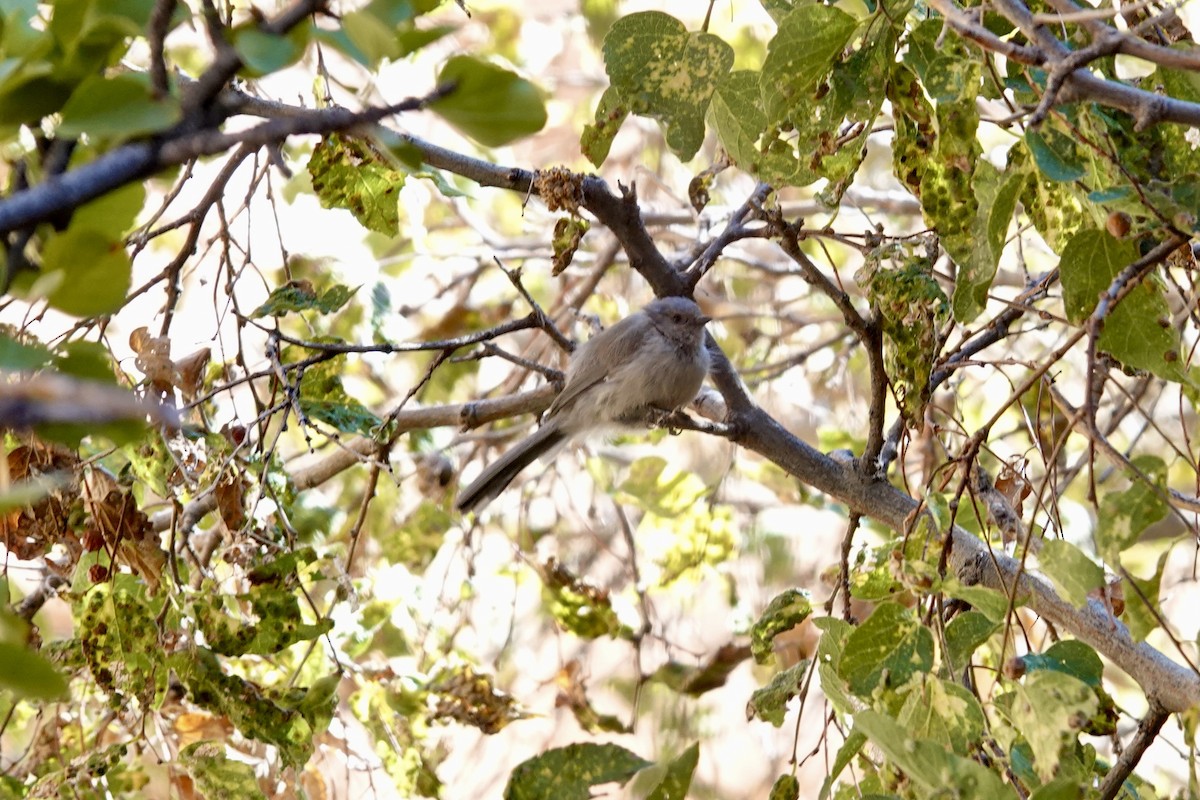 Bushtit - ML642898195