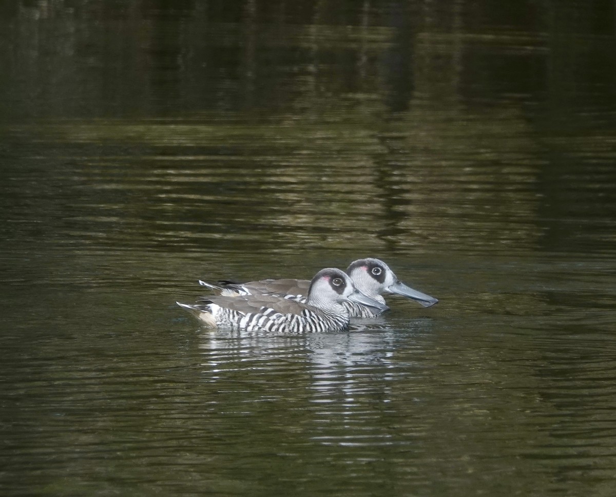 Pink-eared Duck - ML642898197