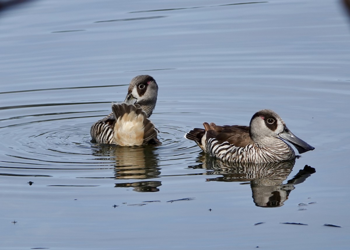 Pink-eared Duck - ML642898199