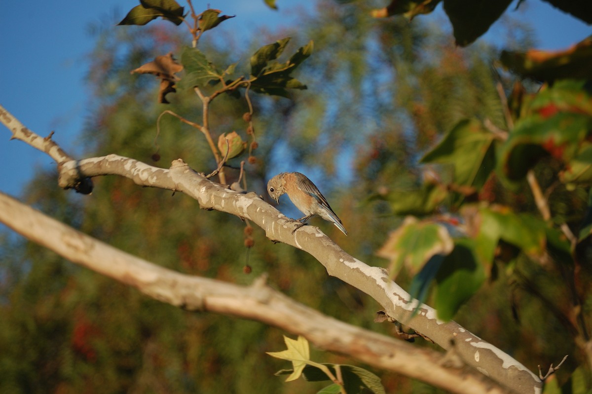 Western Bluebird - ML642898204