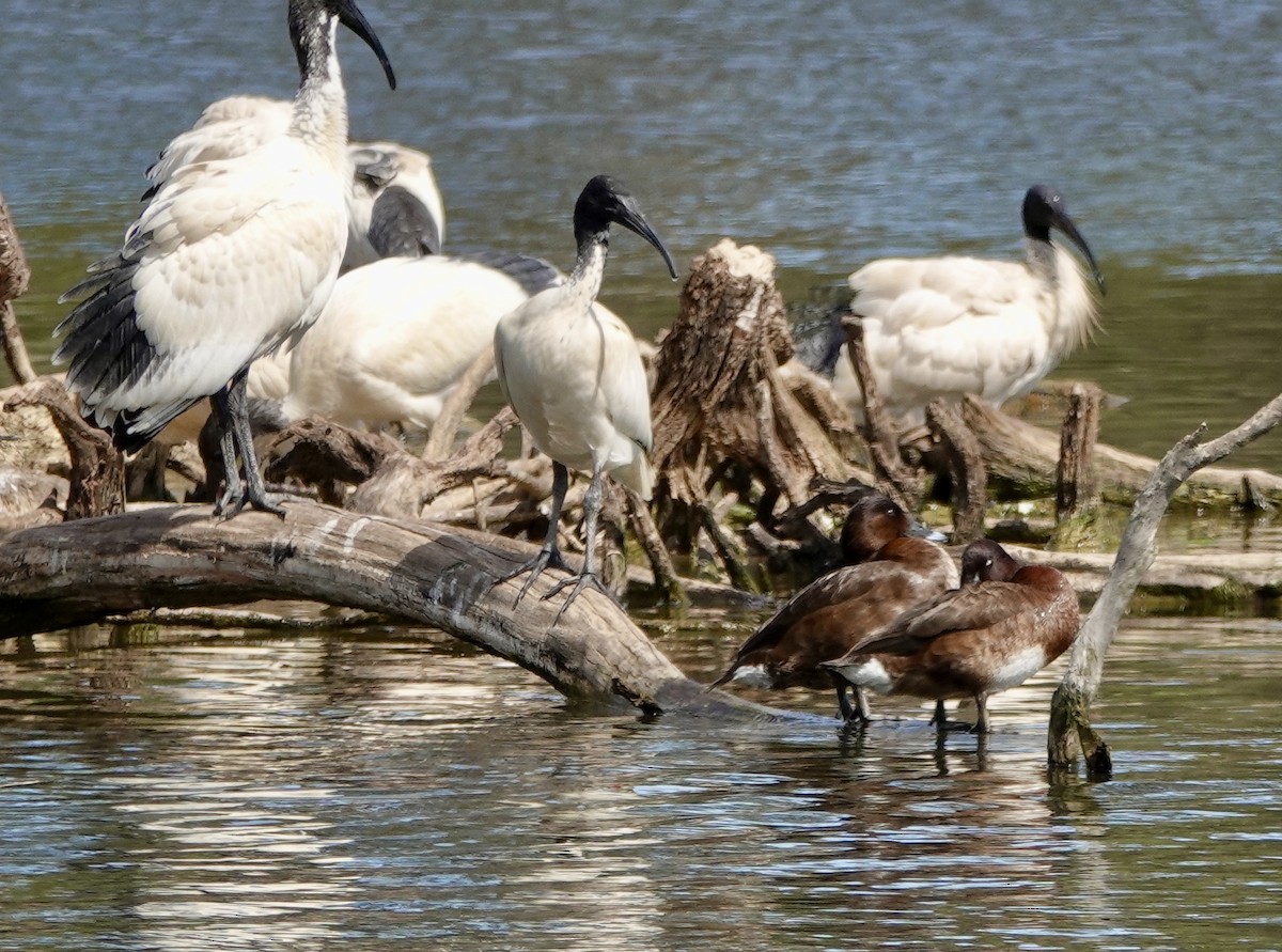 Murgilari australiarra - ML642898208