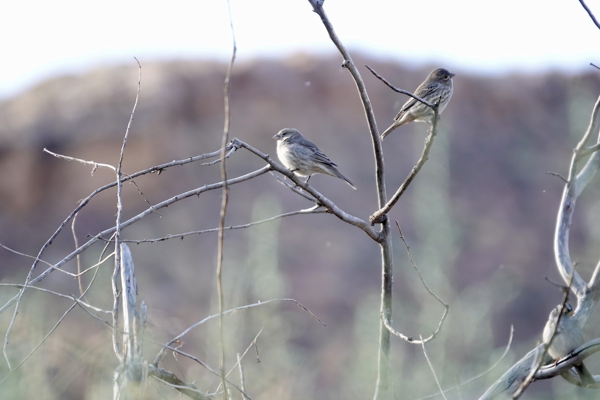 House Finch - ML642898210