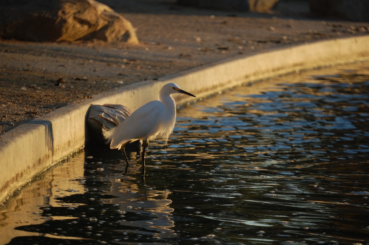 Snowy Egret - ML642898212