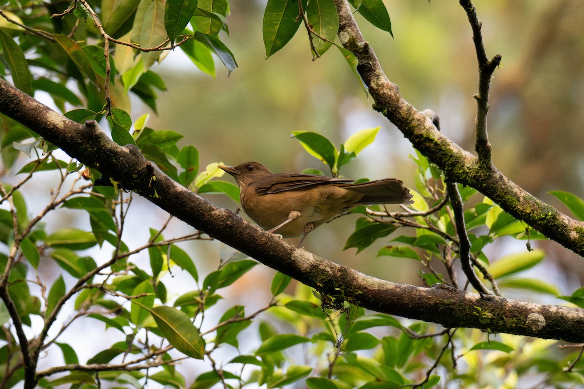 Clay-colored Thrush - ML642898217