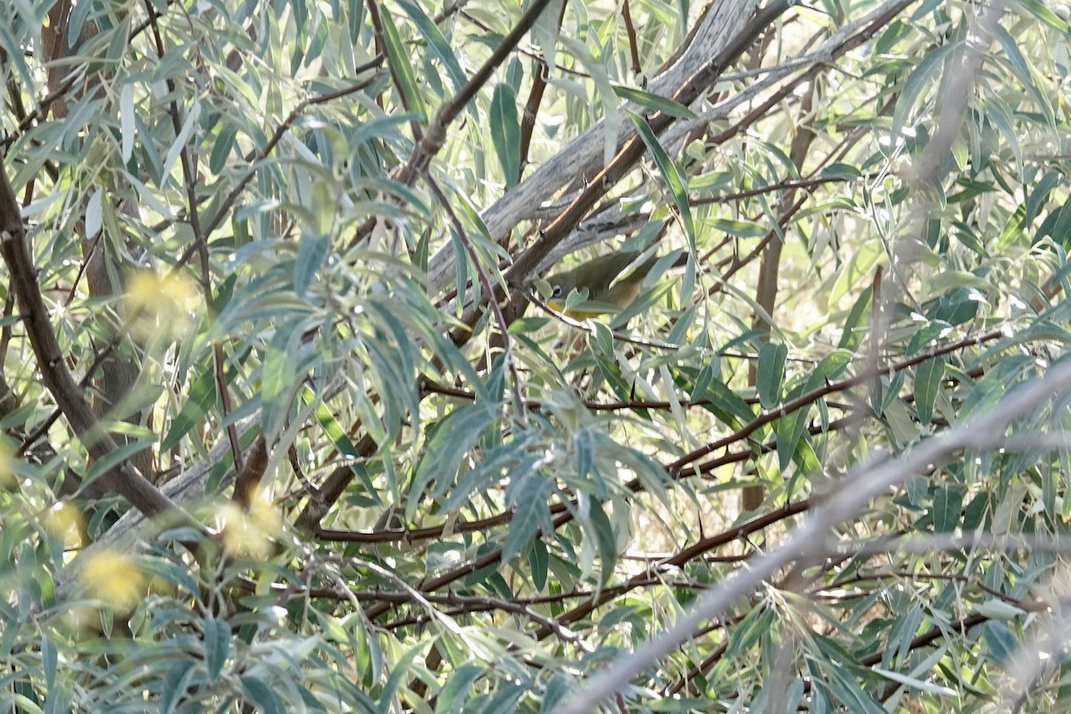 Common Yellowthroat - ML642898218