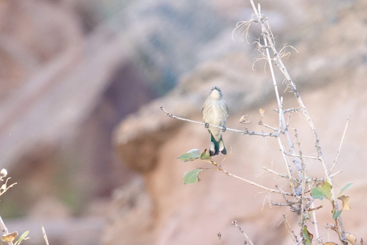 Yellow-rumped Warbler - ML642898223
