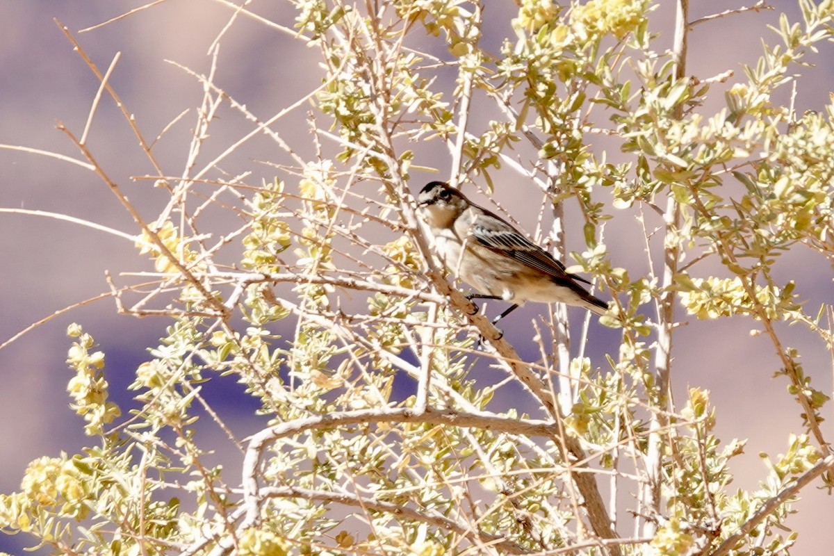 Yellow-rumped Warbler - ML642898224