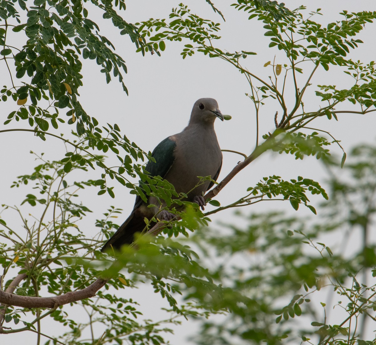 Green Imperial-Pigeon - ML642898225
