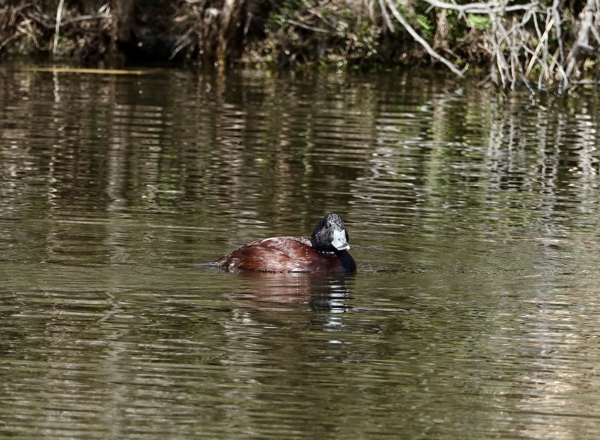 Blue-billed Duck - ML642898229