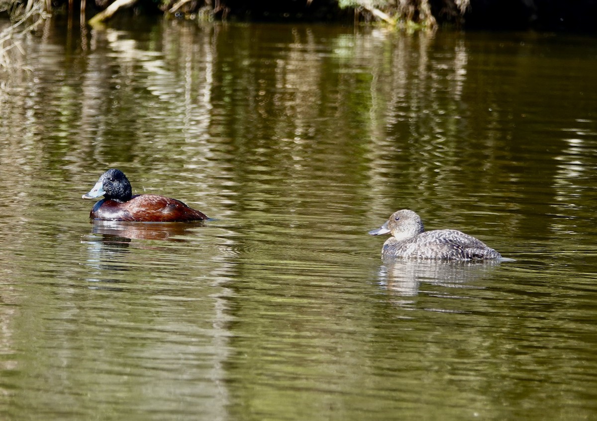 Blue-billed Duck - ML642898230