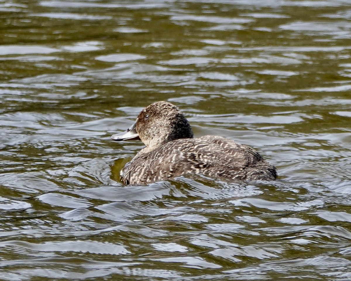 Blue-billed Duck - ML642898231