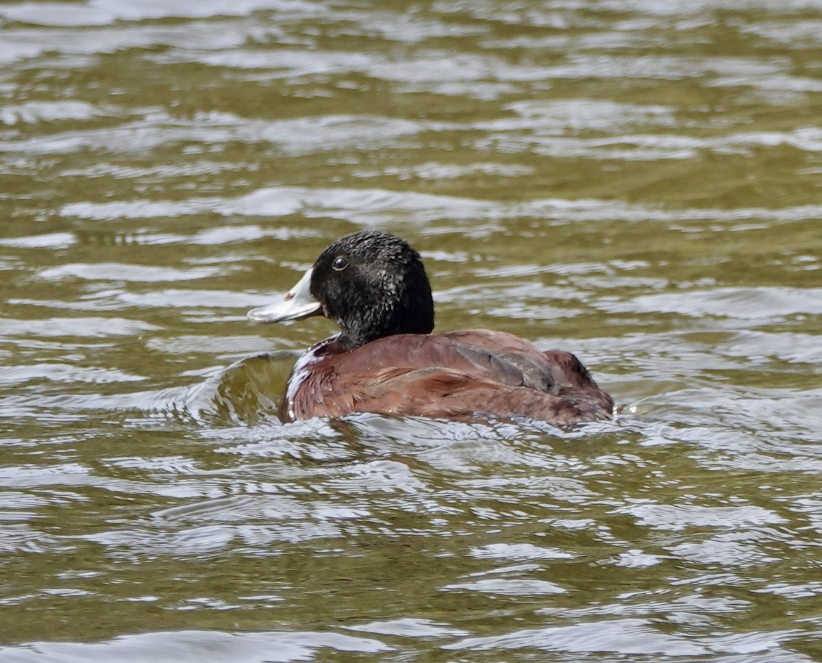 Blue-billed Duck - ML642898232