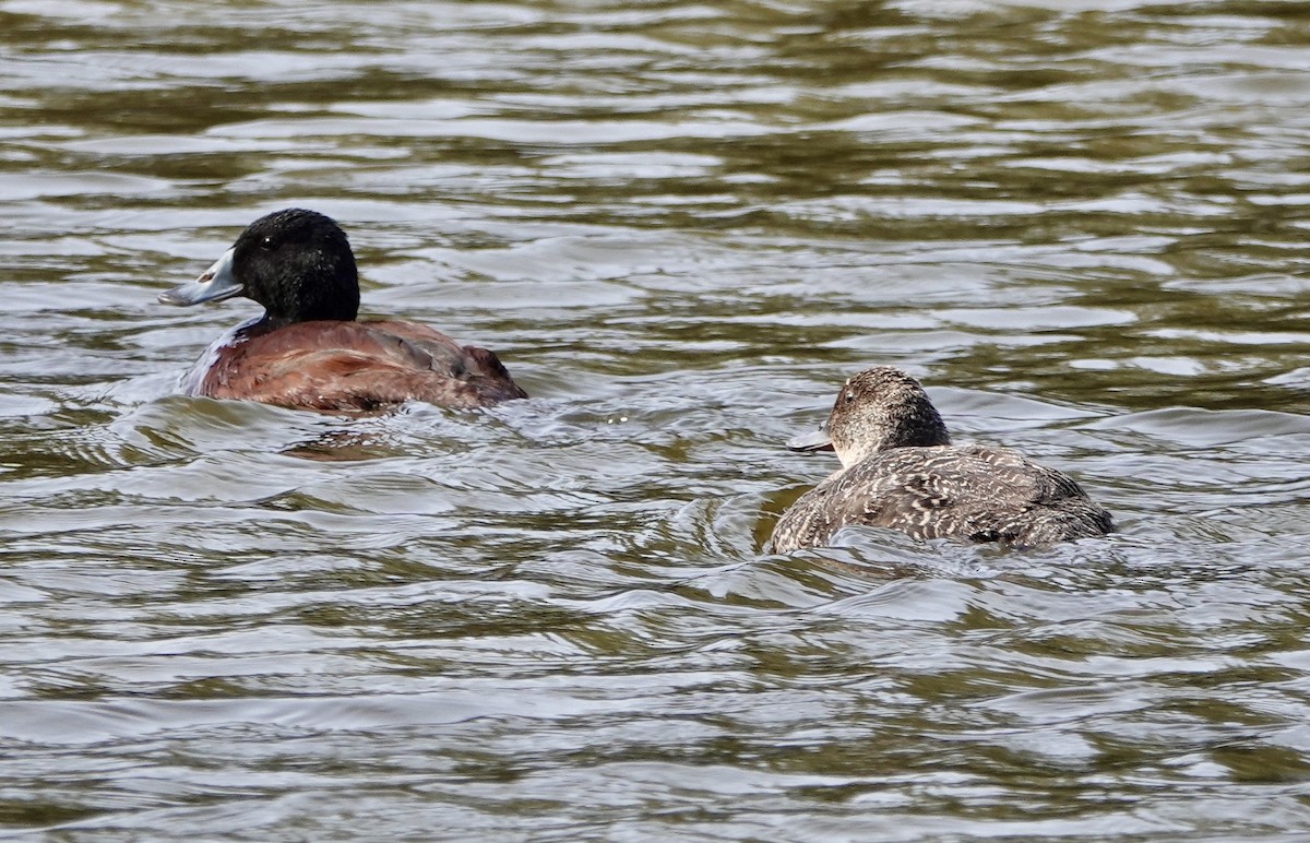 Blue-billed Duck - ML642898233