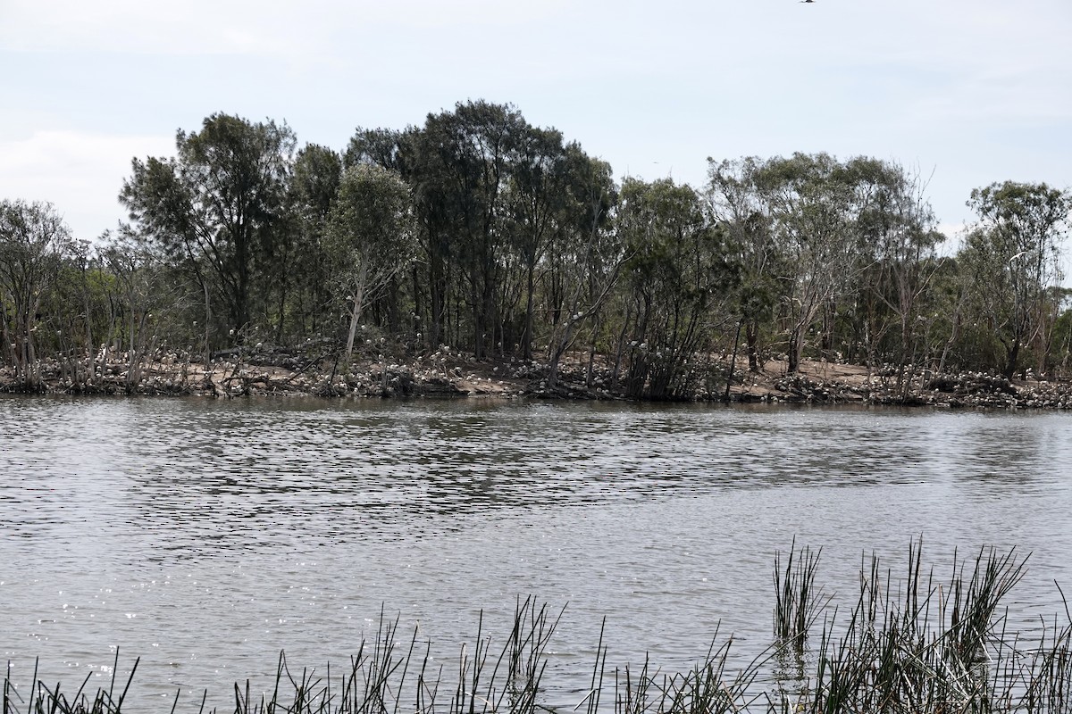 australibis - ML642898235