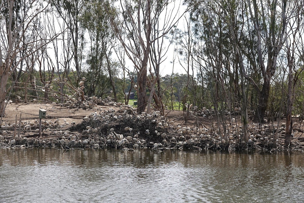 australibis - ML642898236
