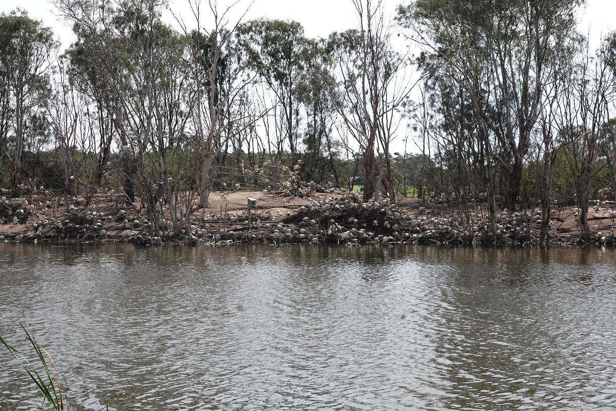australibis - ML642898237