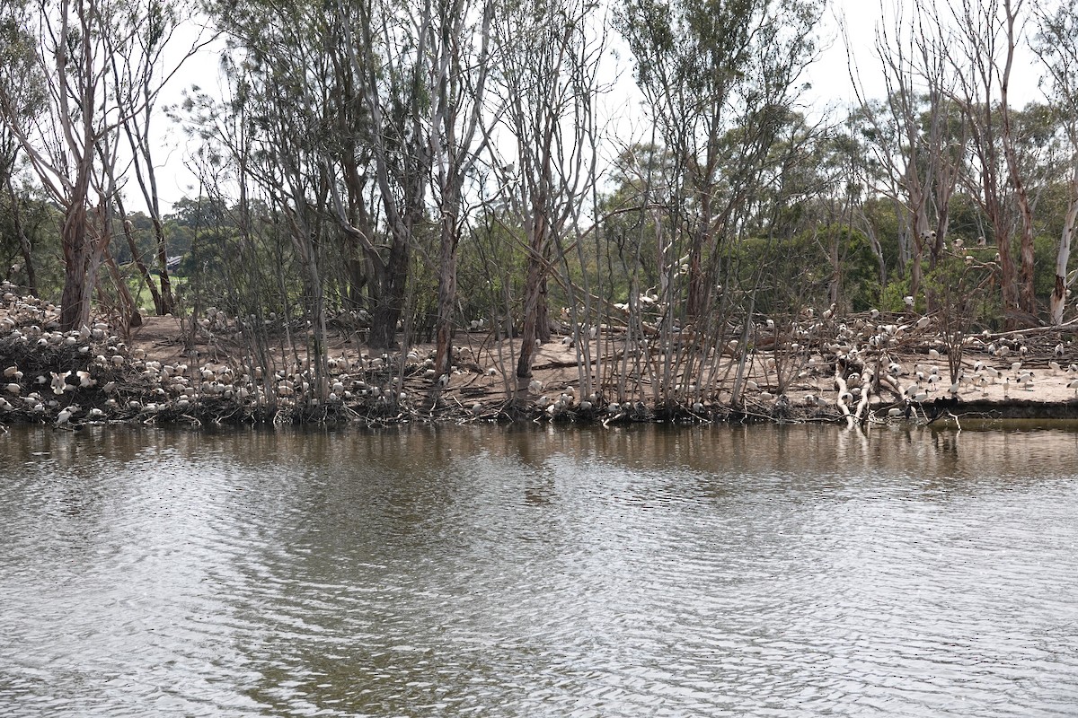 australibis - ML642898238