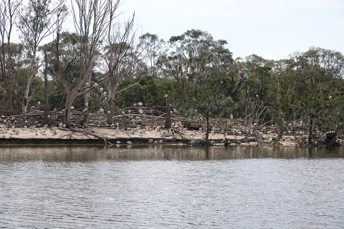 australibis - ML642898239