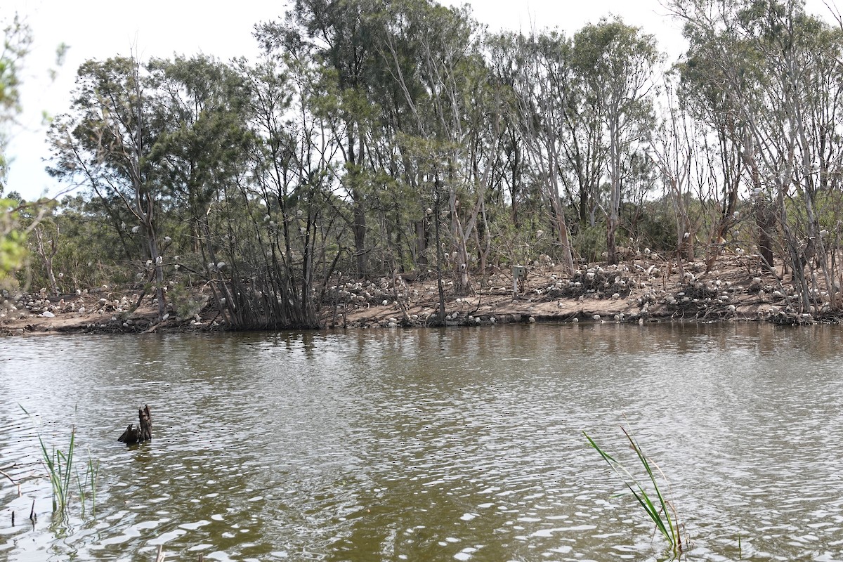 australibis - ML642898240