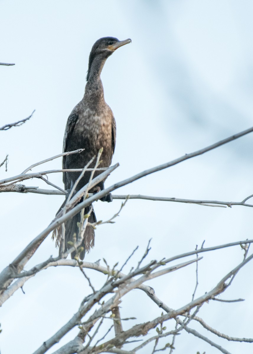 Double-crested Cormorant - ML642898242