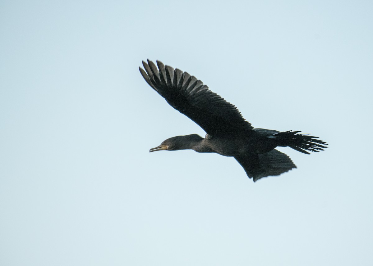 Double-crested Cormorant - ML642898243