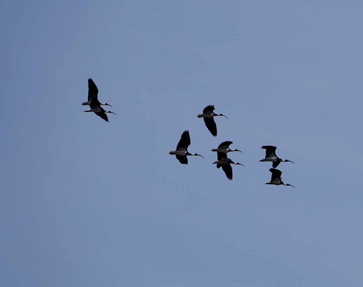 Straw-necked Ibis - ML642898244
