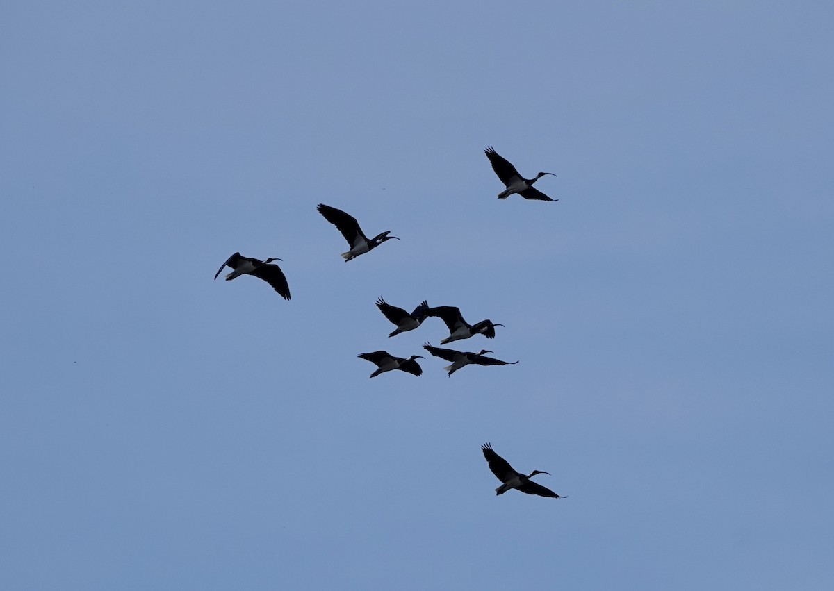 Straw-necked Ibis - ML642898245