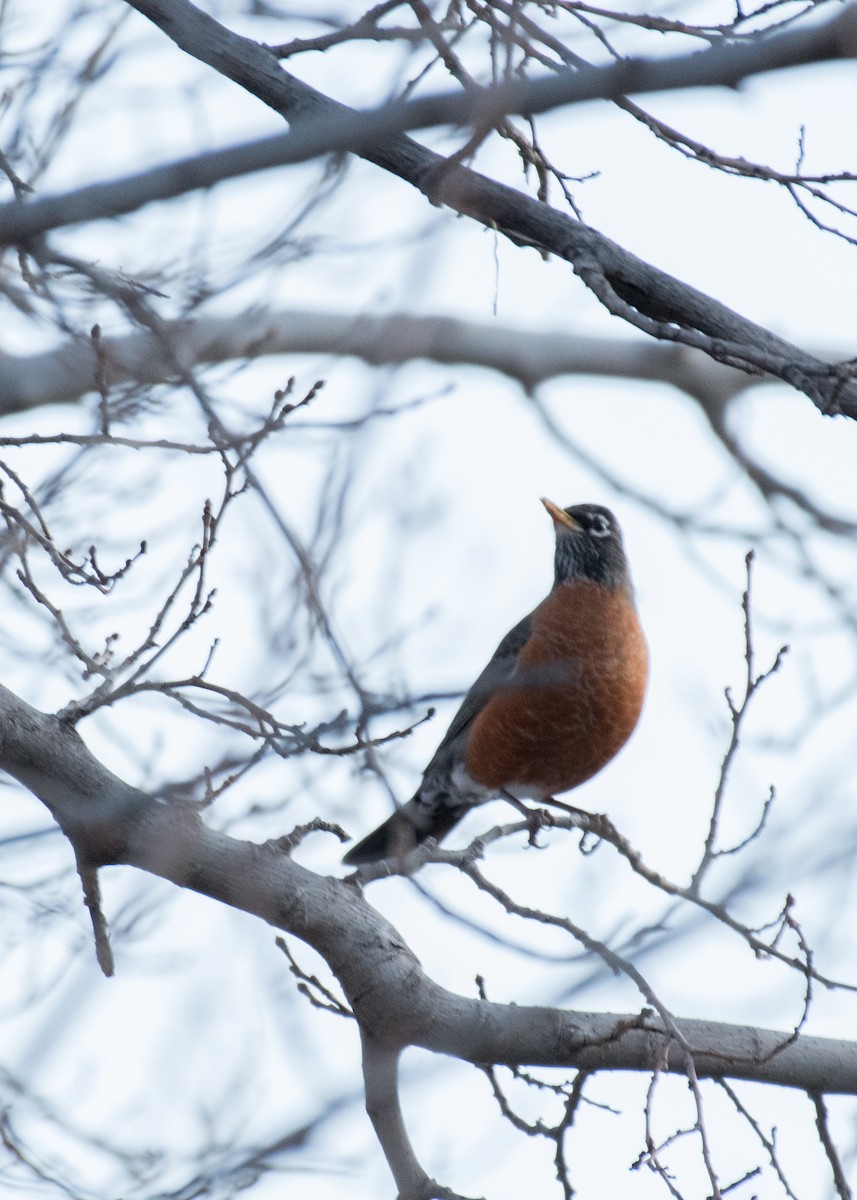 American Robin - ML642898246