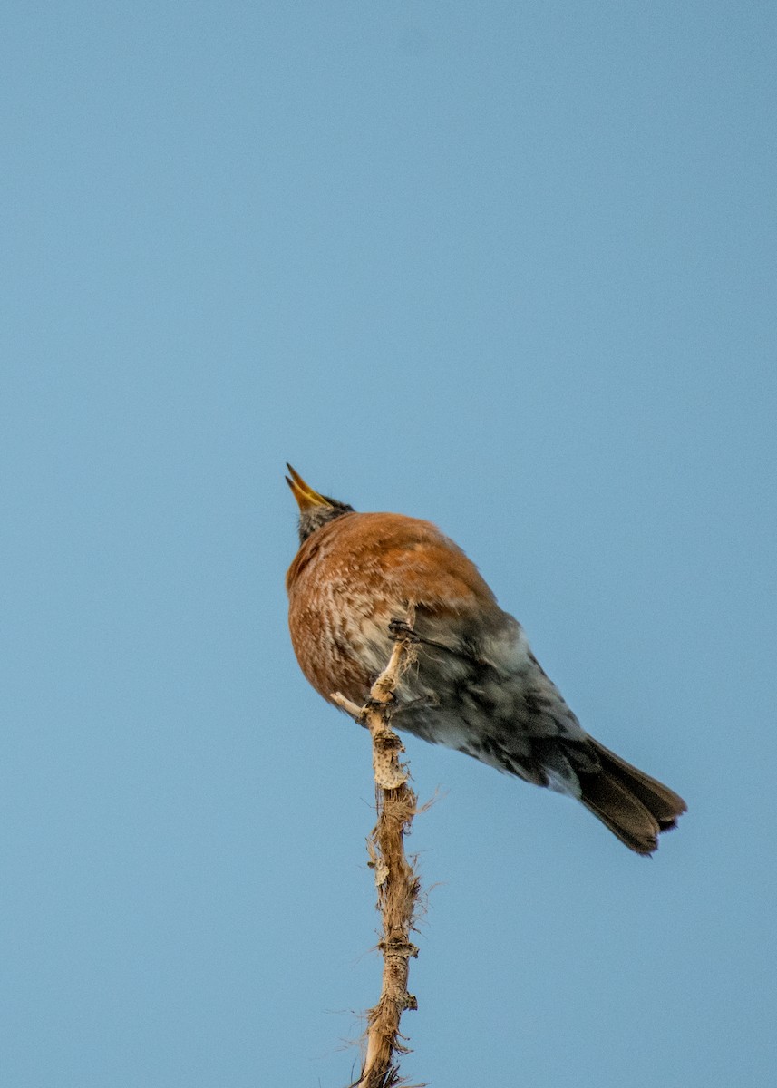 American Robin - ML642898247