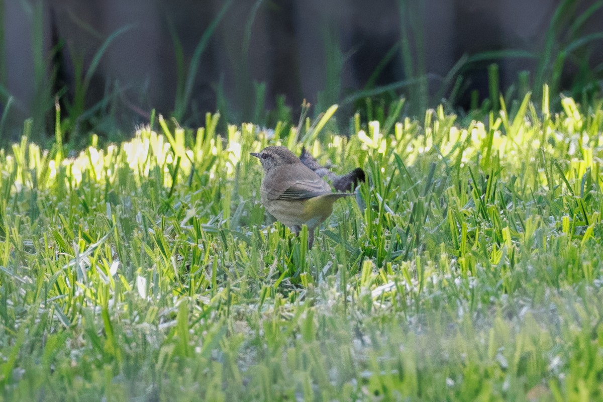 Palm Warbler (Western) - ML642898249
