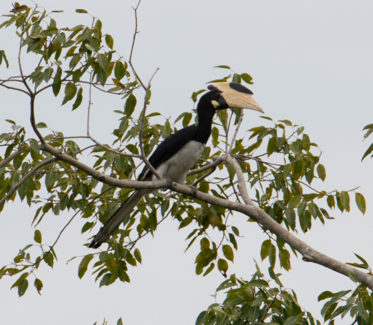 Malabar Pied-Hornbill - ML642898252