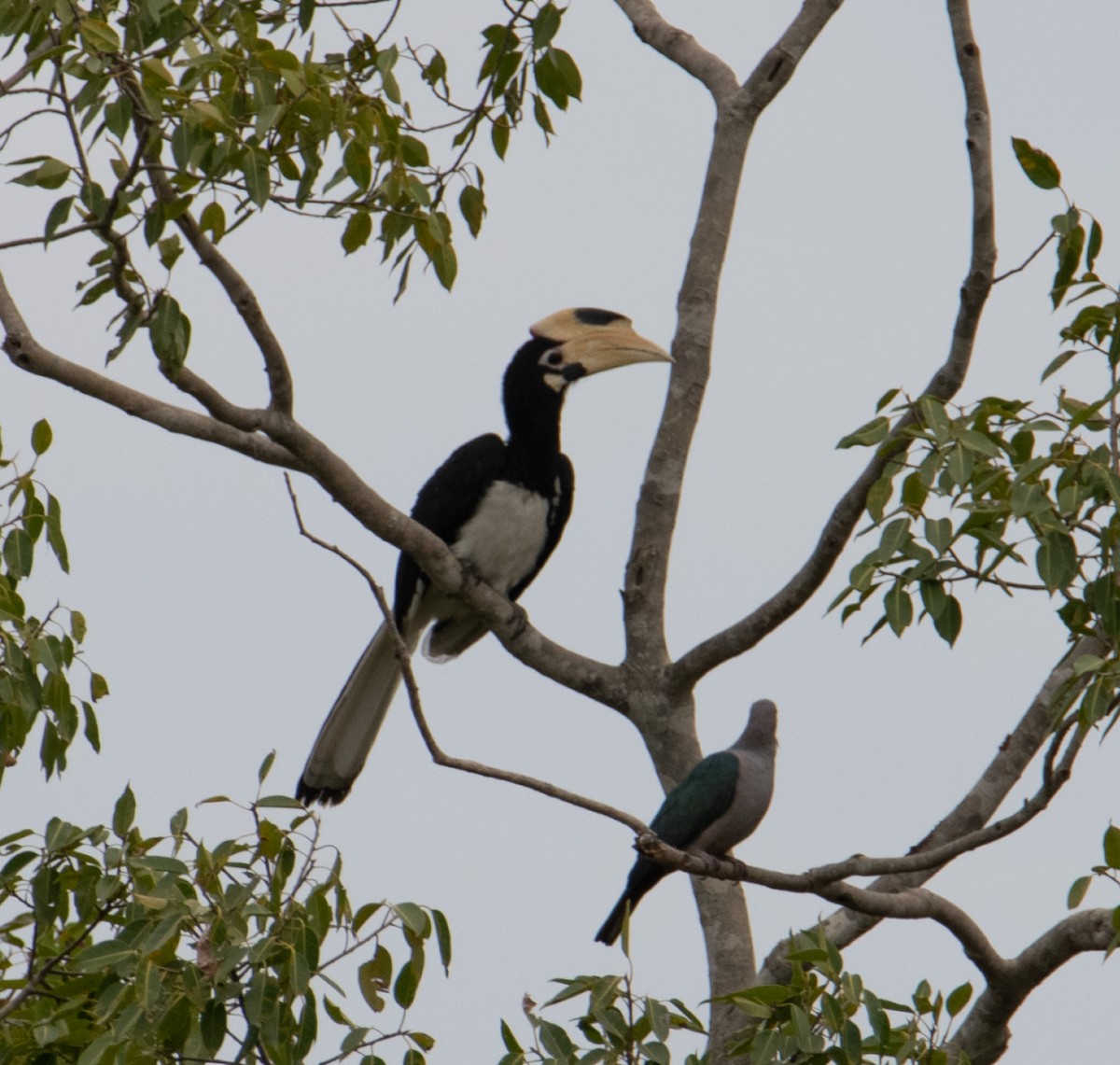 Malabar Pied-Hornbill - ML642898253
