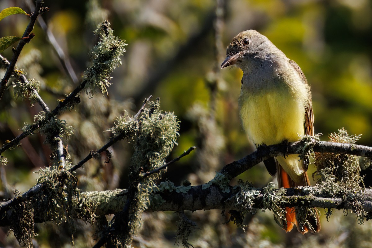 Great Crested Flycatcher - ML642898254