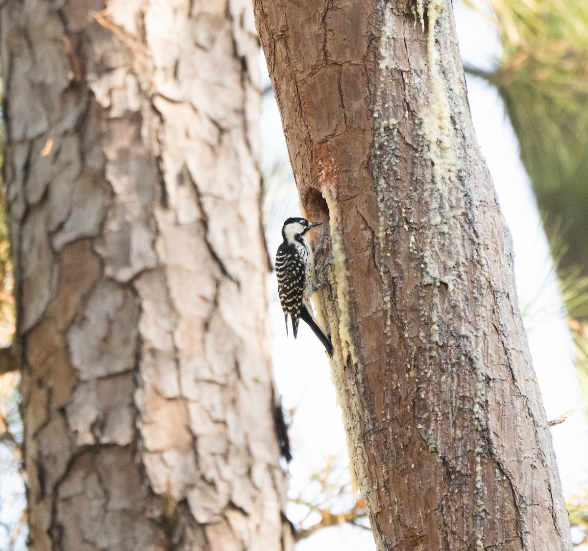 Red-cockaded Woodpecker - ML642898255