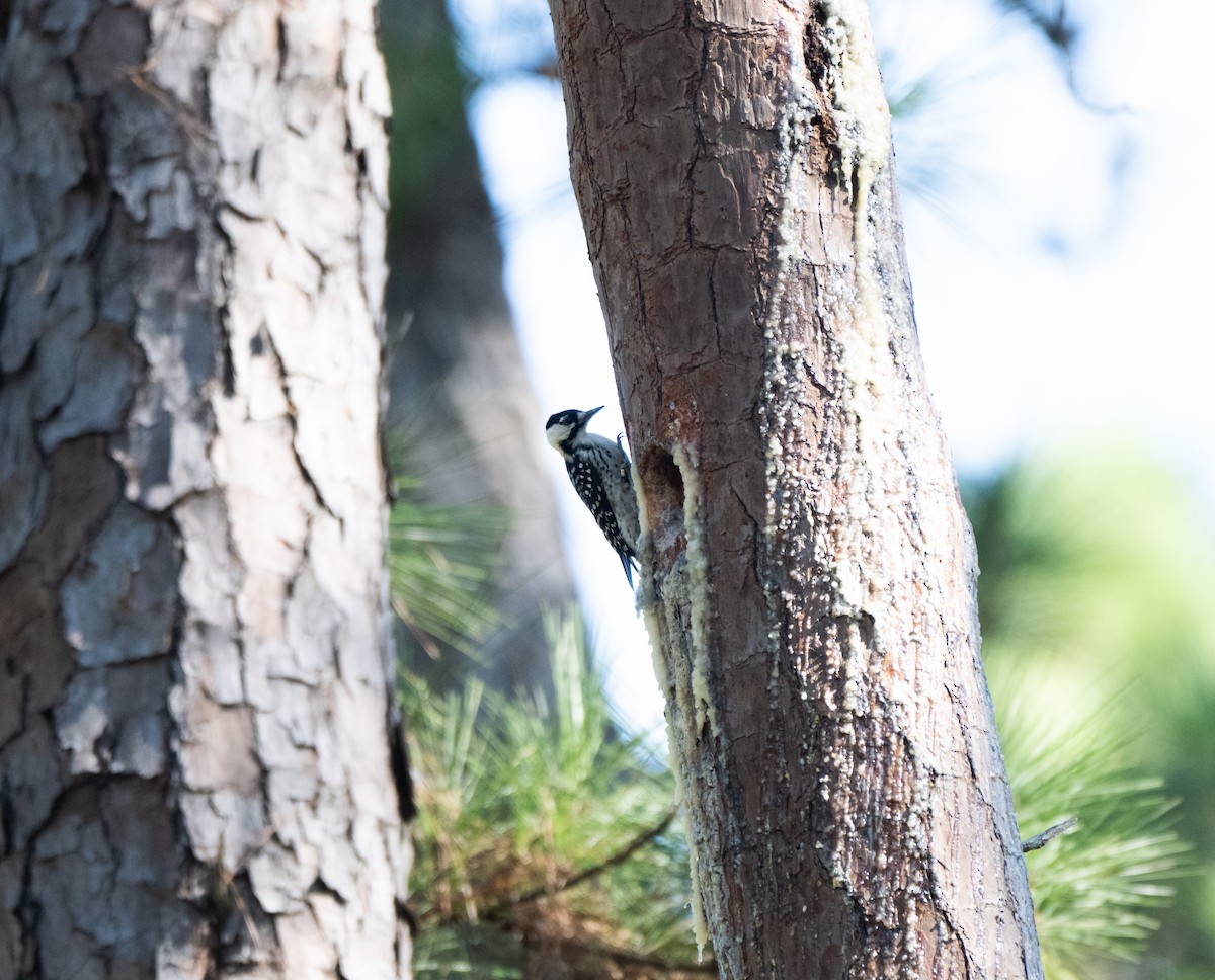 Red-cockaded Woodpecker - ML642898256